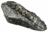 Fossil Hadrosaur (Hypacrosaurus?) Tooth - Montana #263766-1